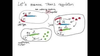 Cis Trans Gene Regulation [upl. by Ahsit724]