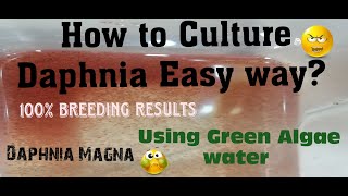 Daphnia MagnaHow to Culture Daphnia Easy wayCulturing Daphnia using Green water Daphnia [upl. by Rodoeht]