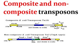 Composite and noncomposite transposons [upl. by Aim912]