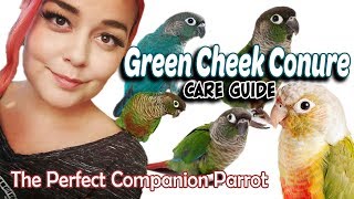 Green Cheek Conure Care  A Complete Guide [upl. by Seltzer168]