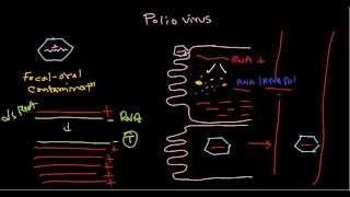 Polio virus life cycle [upl. by Valentine]