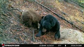 Black Bears Preparing for Hibernation [upl. by Amsa]