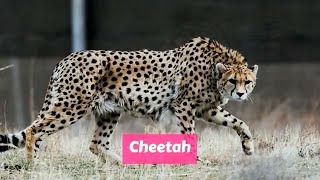 Cheetah Acinonyx jubatus [upl. by Lexine]