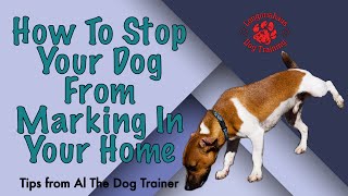 How To Stop Your Dog From Marking In Your Home  Tips From Al The Dog Trainer [upl. by Fitzger37]