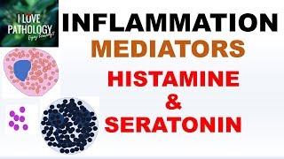 INFLAMMATION Part 4 Chemical Mediators HISTAMINE amp SEROTONIN [upl. by Nalhsa]