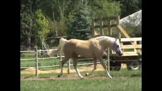 Golden Palomino Horse Talon Quarter Pony [upl. by Chally870]