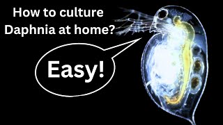 BEST Live Fish Food Beginner guide How to Culture Daphnia at home [upl. by Elledoj]