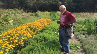 Skullcap  How to Harvest with Michael Pilarski quotSkeeterquot [upl. by Arika]