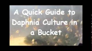 How to culture daphnia outside [upl. by Valentino]