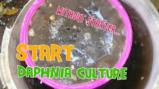 How to culture daphnia moina the easy way 1  Starting the Daphnia culture [upl. by Ahpla759]