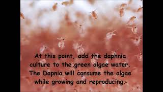 Daphnia  How to grow daphnia in your home [upl. by Strephon]