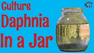 How to Culture Daphnia in a Jar [upl. by How]