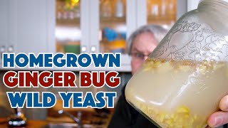 REAL Ginger BEER  Homegrown Wild Yeast Ginger Bug [upl. by Macnamara770]