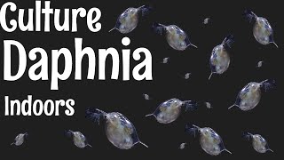 How to Culture Daphnia [upl. by Hance]