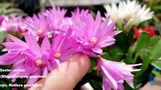 Easter Cactus Care amp Bloom Encouragement  rhipsalidopsis  Hatiora gaertneri [upl. by Harleigh976]