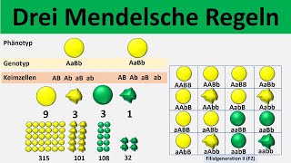 Mendelsche Regeln 1 Uniformitätsregel  2 Spaltungsregel  3 Unabhängigkeitsregel  Biologie [upl. by Germann]