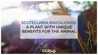 Scutellaria Baicalensis a plant with unique benefits for the animal [upl. by Marentic]