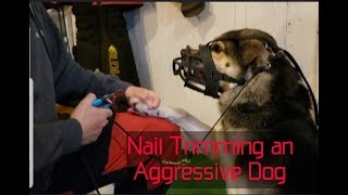 Aggressive dog nail trim  How to [upl. by Ahsat]