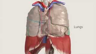 Primal’s 3D Atlas of Human Anatomy [upl. by Pfaff351]