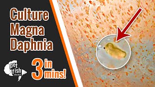 How to culture DAPHNIA MAGNA  The easy way [upl. by Pinette819]