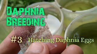 Daphnia Culture made simple and easy 3  Hatching Daphnia eggs [upl. by Phelps]