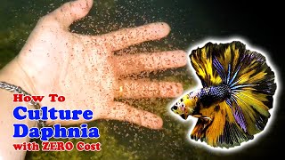 How to Culture Daphnia with ZERO Cost  Unlimited Live Food For Our Fish [upl. by Derwin]