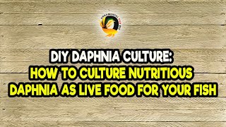 DIY Daphnia Culture How to Culture Nutritious Daphnia as Live Food for Your Fish [upl. by Hole]