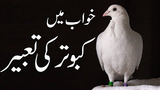 Kabootar  Pigeons  Tabeer e Khuwab  Khuwab Me Kabutar dekhna  Mehrban Ali  Mehrban TV [upl. by Lothair791]