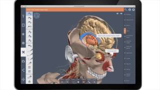 Primals 3D Realtime Human Anatomy [upl. by Ambrosi]