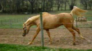 Palomino Thoroughbred Horse [upl. by Irakuy742]