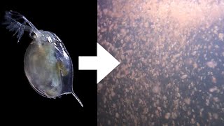 How I Culture Daphnia [upl. by Irrol453]