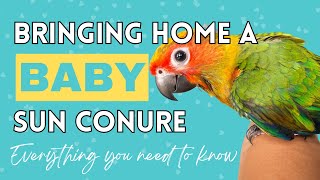 Everything You Need When You Get a Baby Sun Conure [upl. by Ilil]