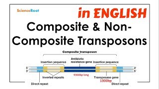 Composite amp NonComposite Transposons  ScienceRoot [upl. by Aihsenak]