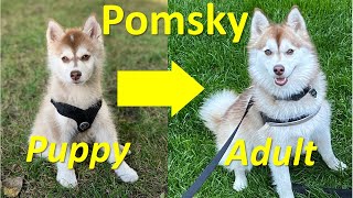 What do adult Pomskies look like Our Pomsky puppy just turned 1year old [upl. by Nemzaj764]