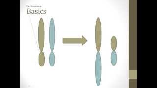 Robertsonian Translocation Basics [upl. by Hattie208]