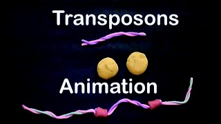 Transposons  cut paste transposons [upl. by Boelter]