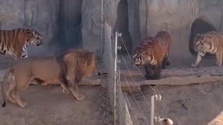 Lion VS Tiger Real Fight  Tiger VS Lion  Tough Creatures [upl. by Petua]