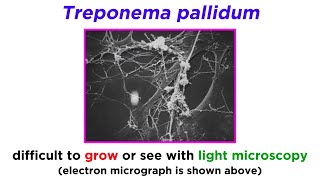 Syphilis Treponema pallidum [upl. by Indira]