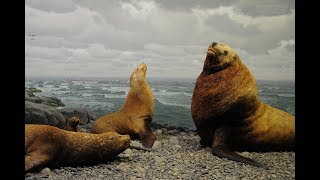 Facts The Steller Sea Lion [upl. by Casie]