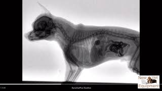 Veterinary Fluoroscopy  Watch the Swallow [upl. by Eremahs]