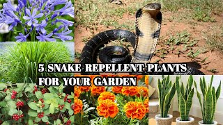 5 SNAKE REPELLENT PLANTS FOR GARDEN [upl. by Colbert]