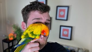 OWNING A SUN CONURE PROS amp CONS [upl. by Yatnod500]