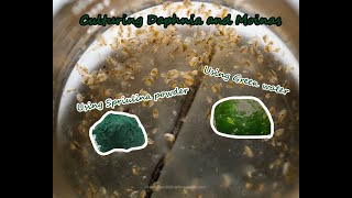 How To Culture Daphnia and Moinas using Green Water Spirulina powder [upl. by Nimesay]