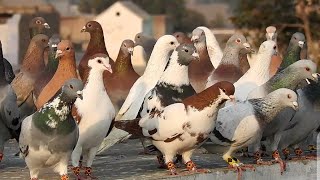 kabootar bazi  kabootar pakar houa  kabotar video  pigeons [upl. by Silvan]