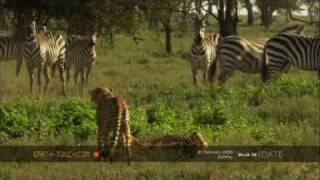 Lone wildebeest calf falls victim to cheetahs [upl. by Llemej]