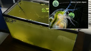 Raising Daphnia for the Freshwater Aquarium [upl. by Nance]