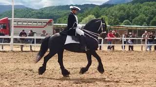 CAVALLO FRISONE🐎FRIESIAN HORSE🏇 [upl. by Zealand]