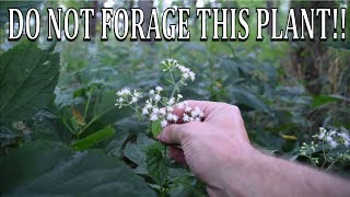 DO NOT FORAGE THIS PLANT White Snakeroot and Boneset Comparison [upl. by Morganica]