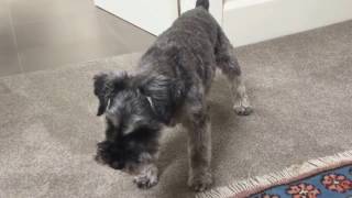 Miniature Schnauzer barking [upl. by Zennas]