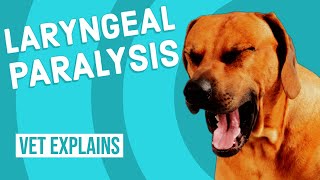 Laryngeal Paralysis in Dogs [upl. by Llyrad629]